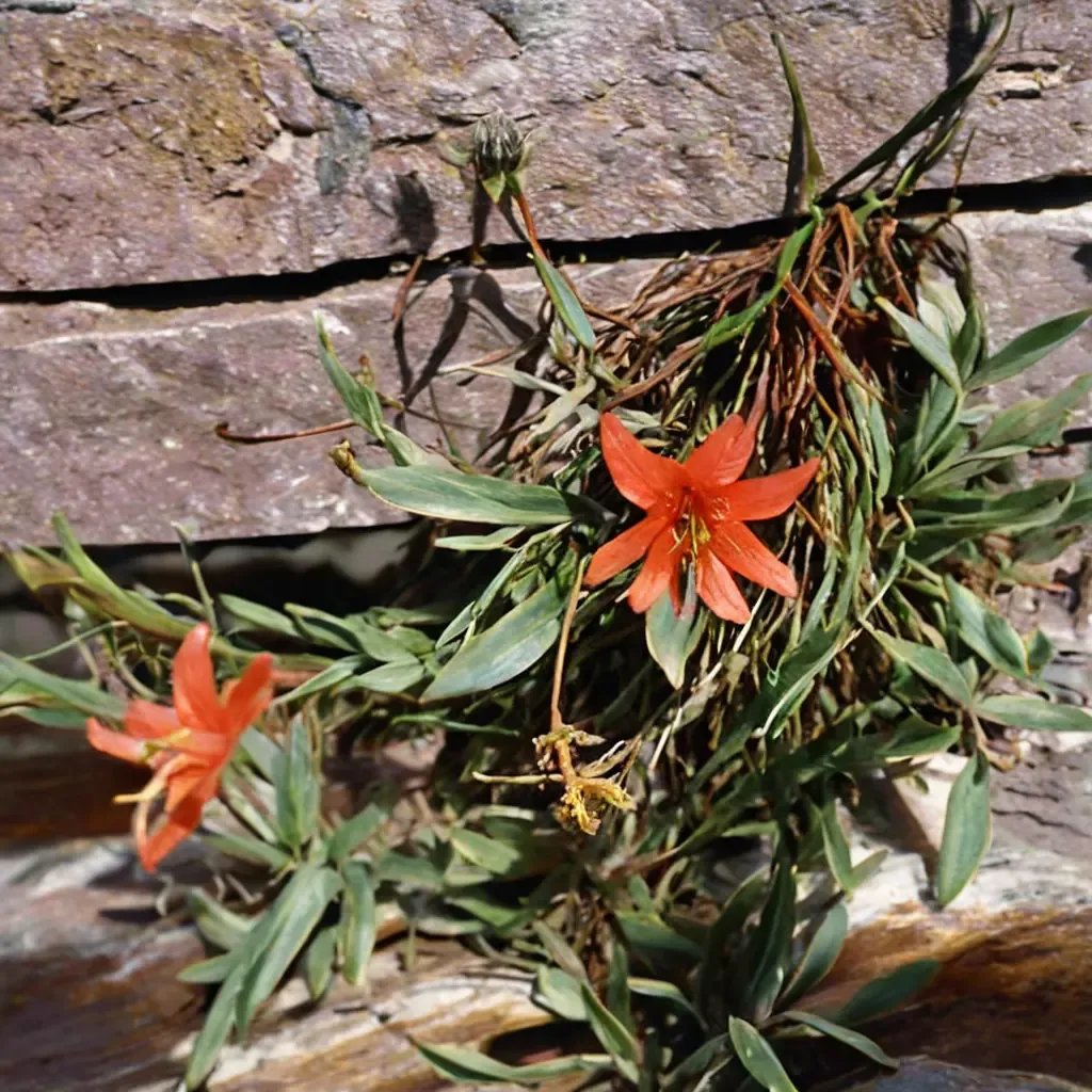 Giliastrum septentrionale