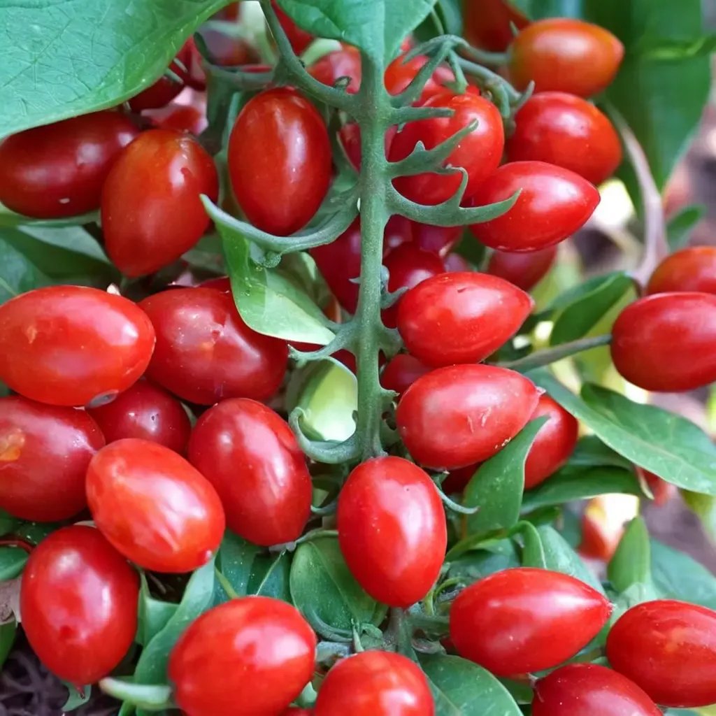 Solanum lycopersicum 'Jelly Beans'