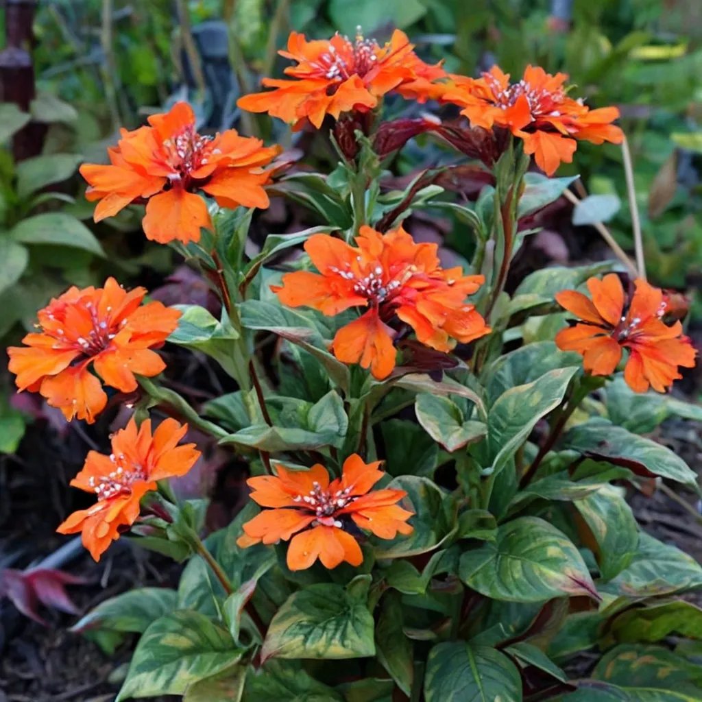 Lychnis x arkwrightii 'Orange Zwerg'