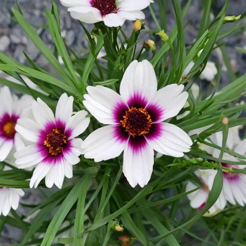 Coreopsis grandiflora 'Satin Lace Ice Wine'