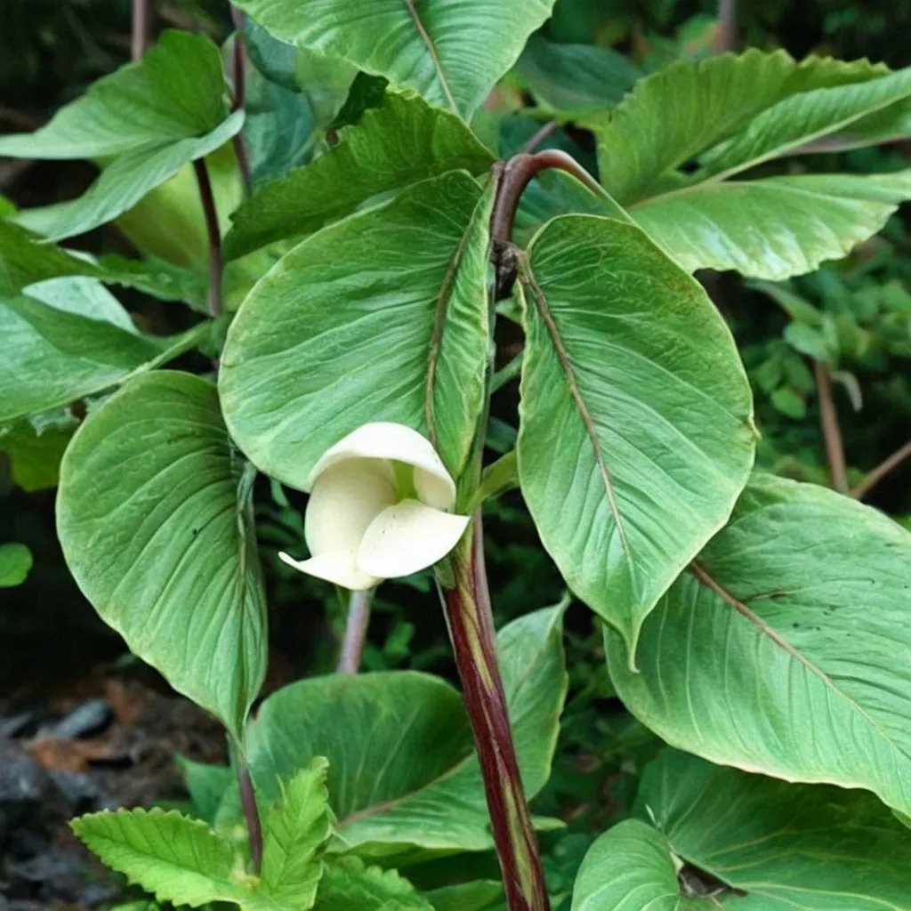 Arisaema taiwanense 'Silver Heron'