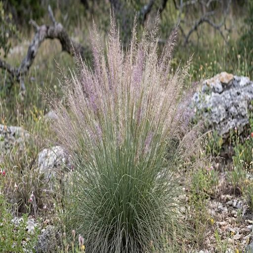 Muhlenbergia lindheimeri