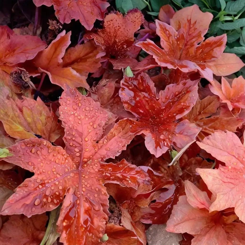 Heuchera sanguinea 'Fire Alarm'