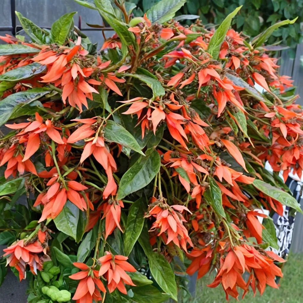 Begonia x hybrida 'Beauvilia Dark Salmon'