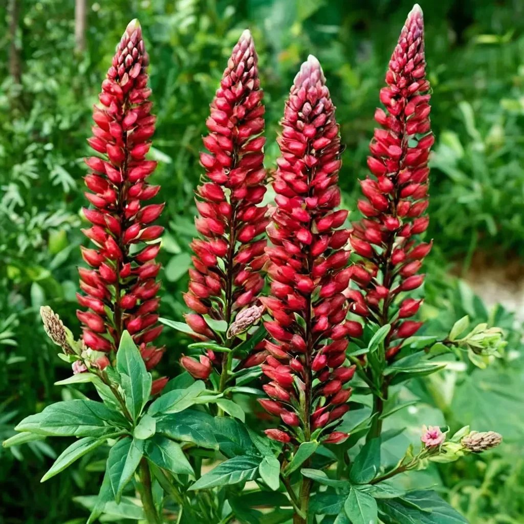 Lupinus polyphyllus 'My Castle'