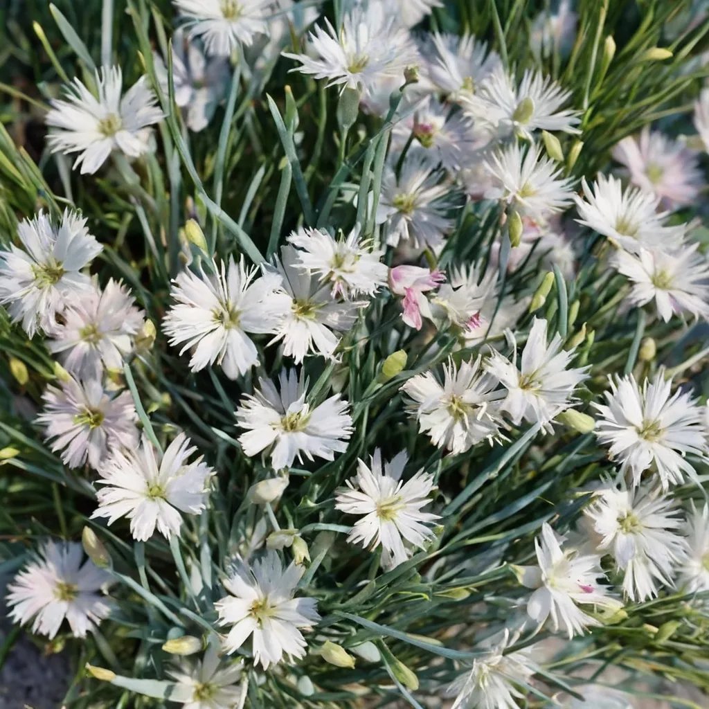 Dianthus plumarius 'Alba'