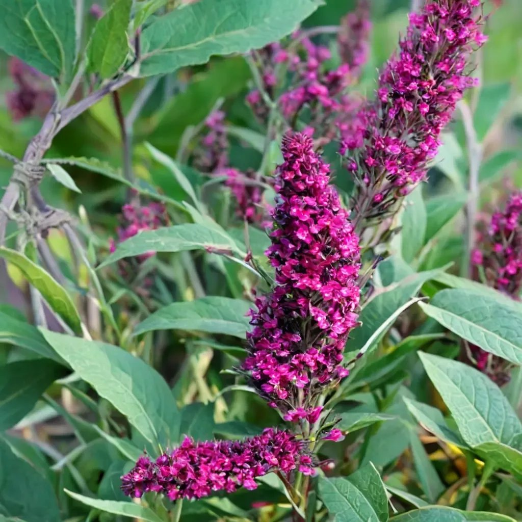 Buddleja davidii 'Buzz Velvet'
