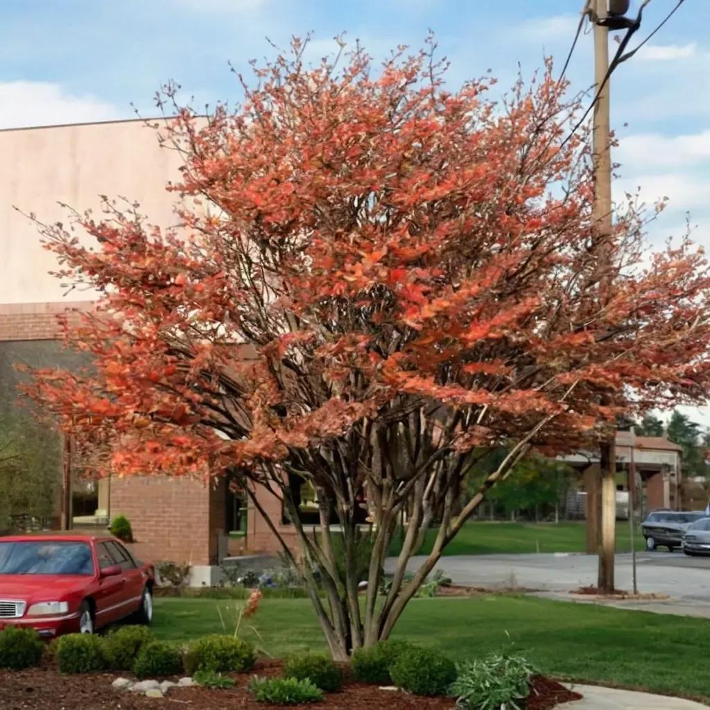 Serviceberry