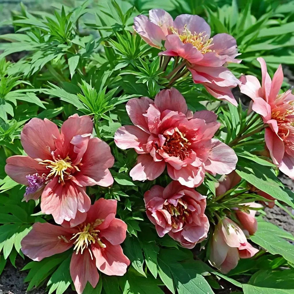 Paeonia x hybrida 'Hillary Itoh'