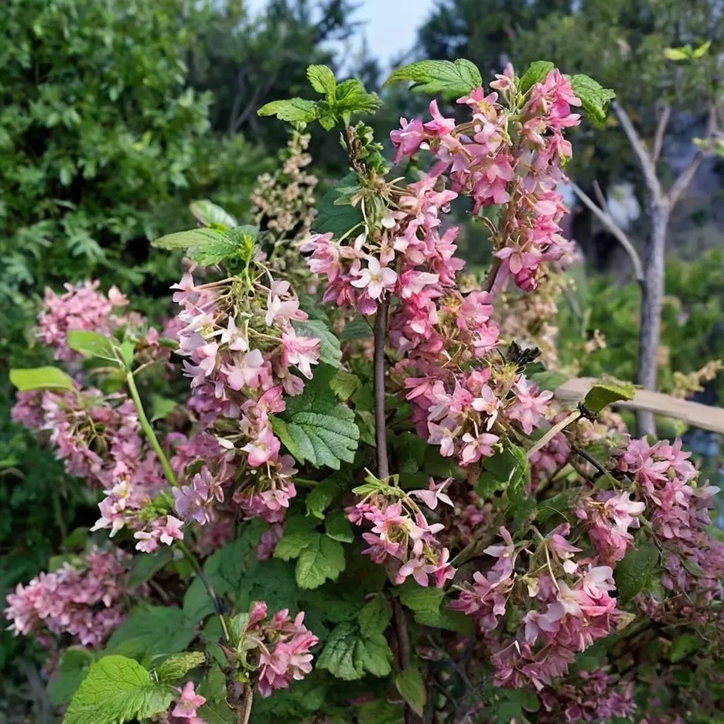 Ribes sanguineum 'Claremont'