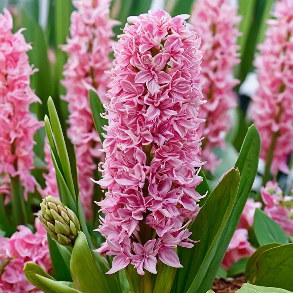 Hyacinthus orientalis 'Pink Pearl'