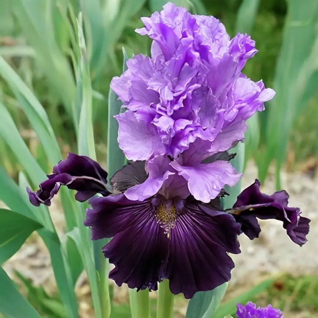 Iris x germanica 'Dangerous Liaison'