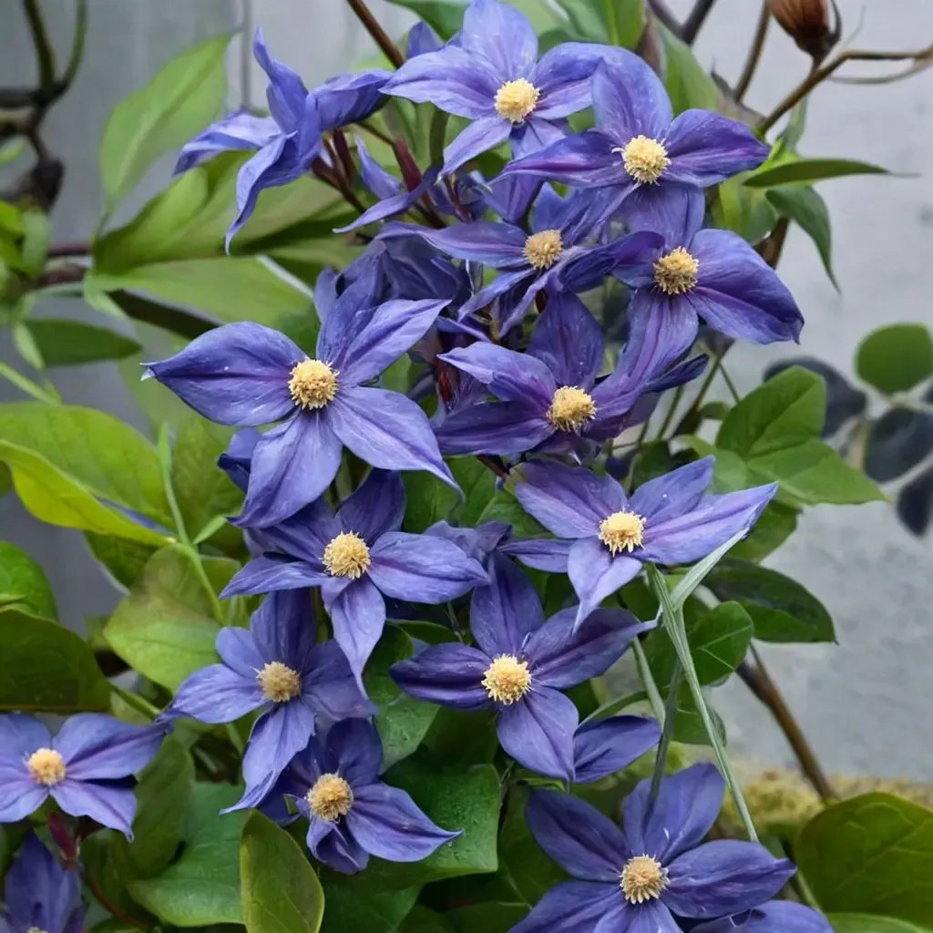 Clematis x durandii 'Silmakivi'