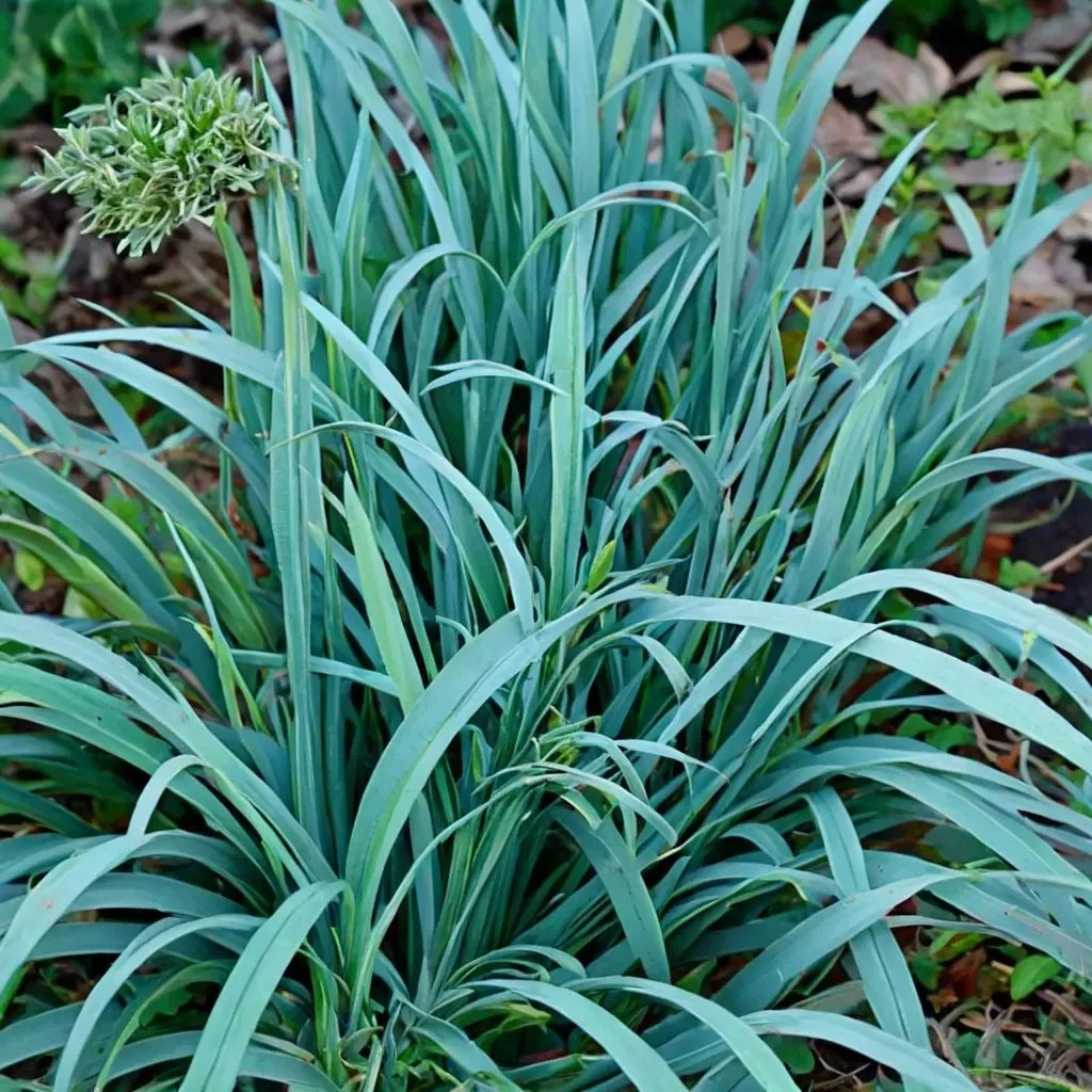 Carex laxiculmis 'Hobb Bunny Blue Sedge'