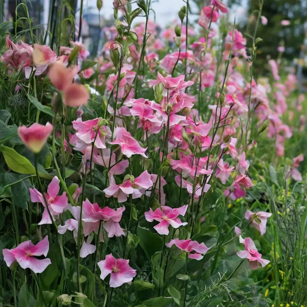 Lathyrus odoratus 'Nuance'