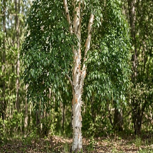 Betula papyrifera 'Oenci'