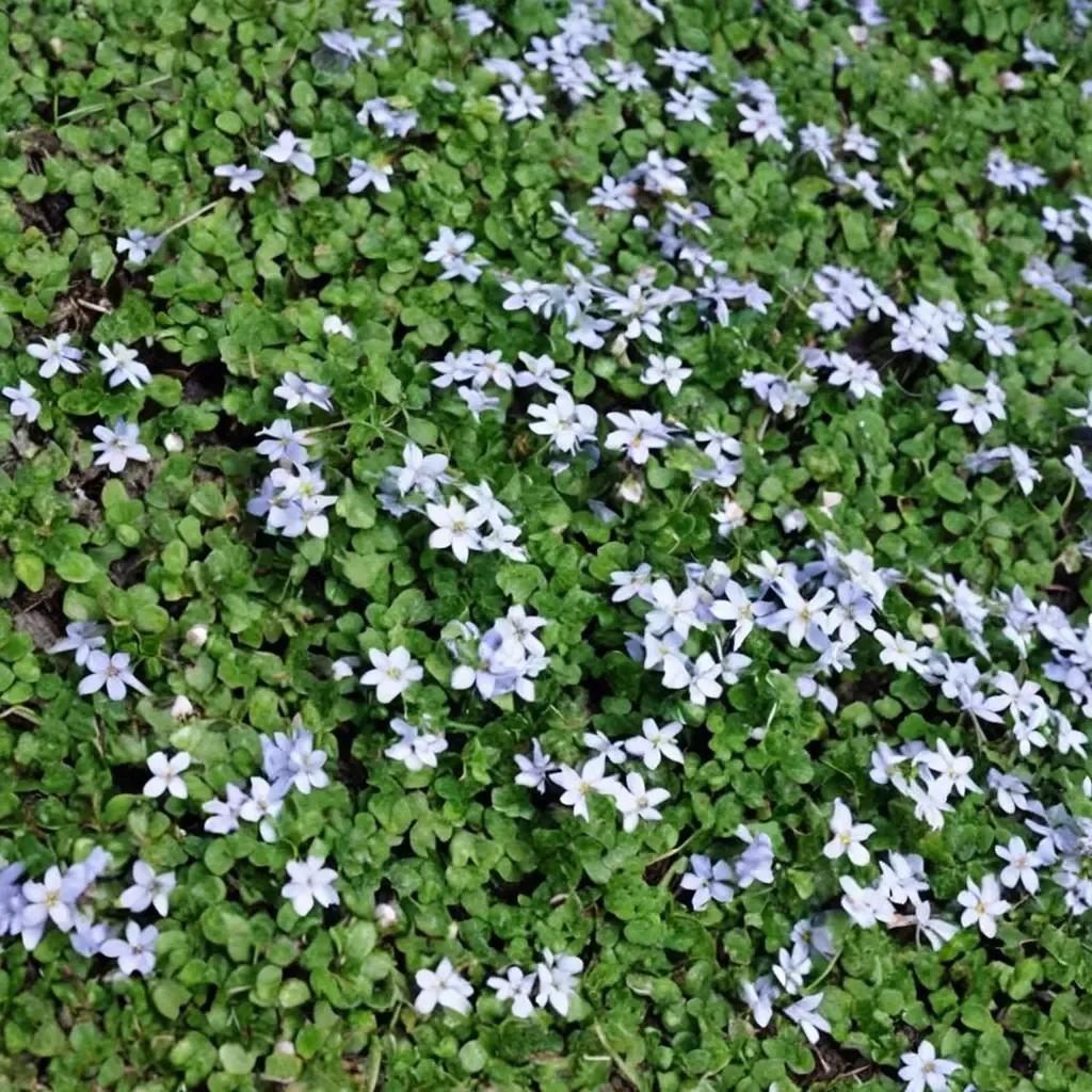 Blue Star Creeper