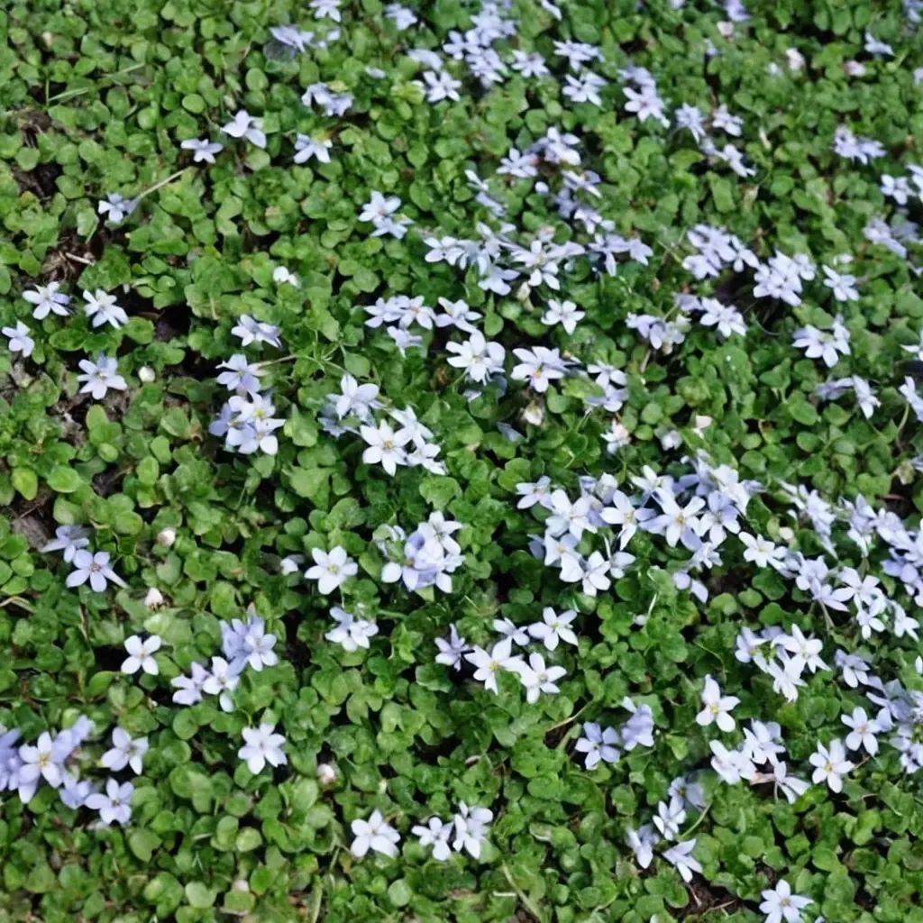 Laurentia fluviatilis