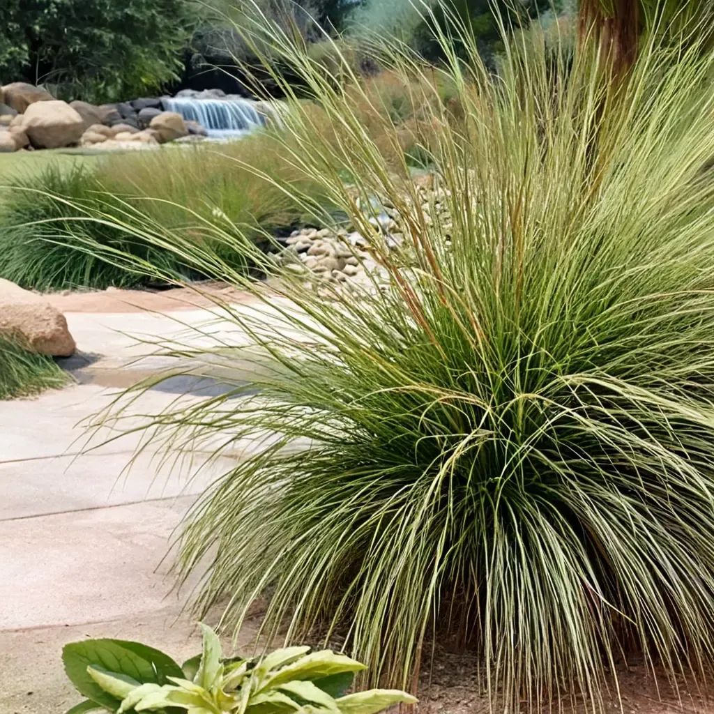Muhlenbergia rigens