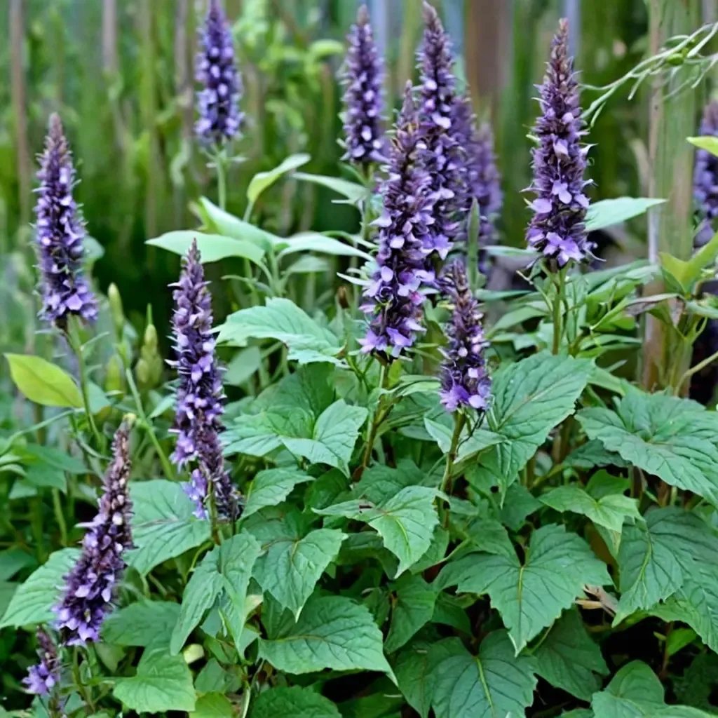 Agastache rugosa 'Heronswood Mist'
