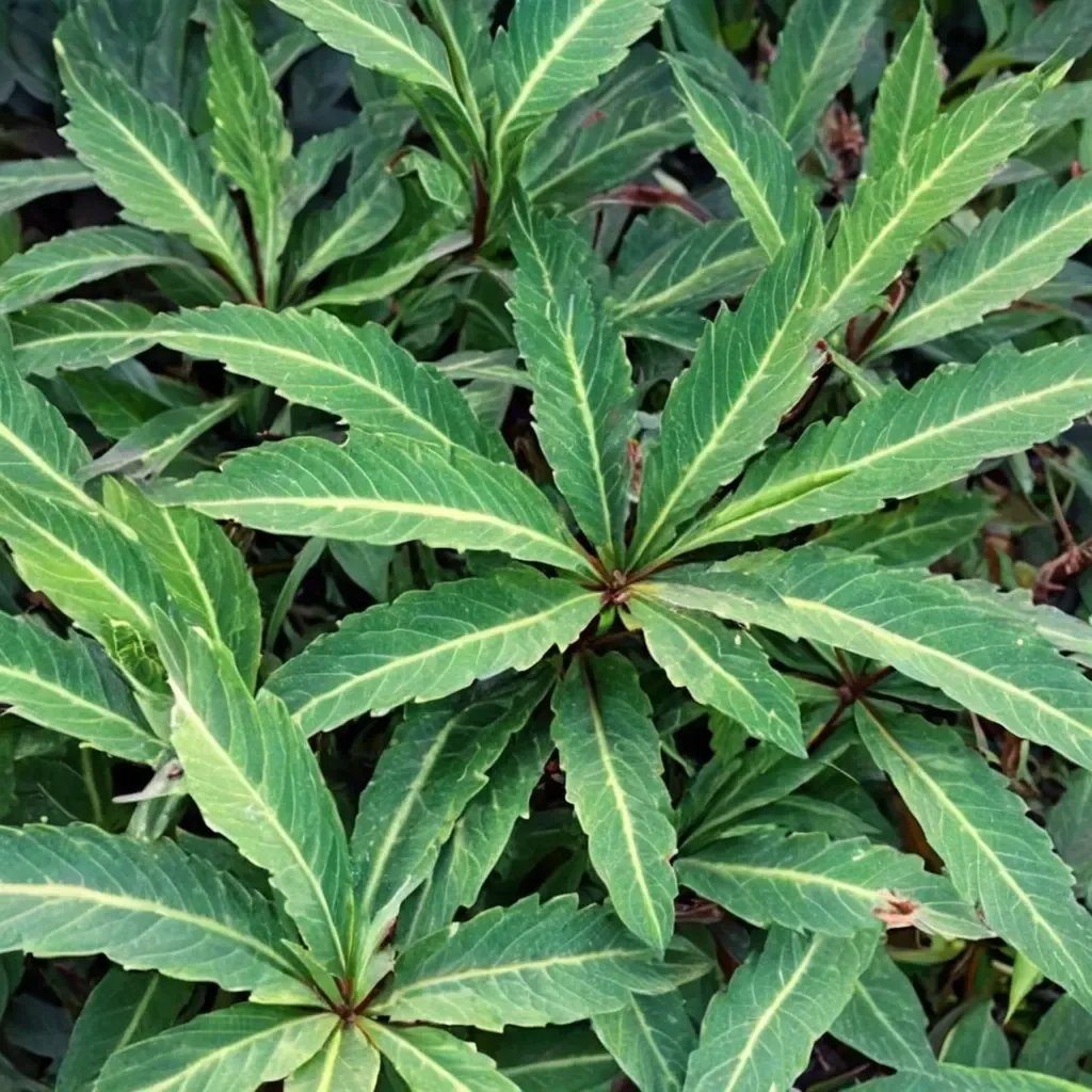 Impatiens omeiana 'Eco Mount Emei'