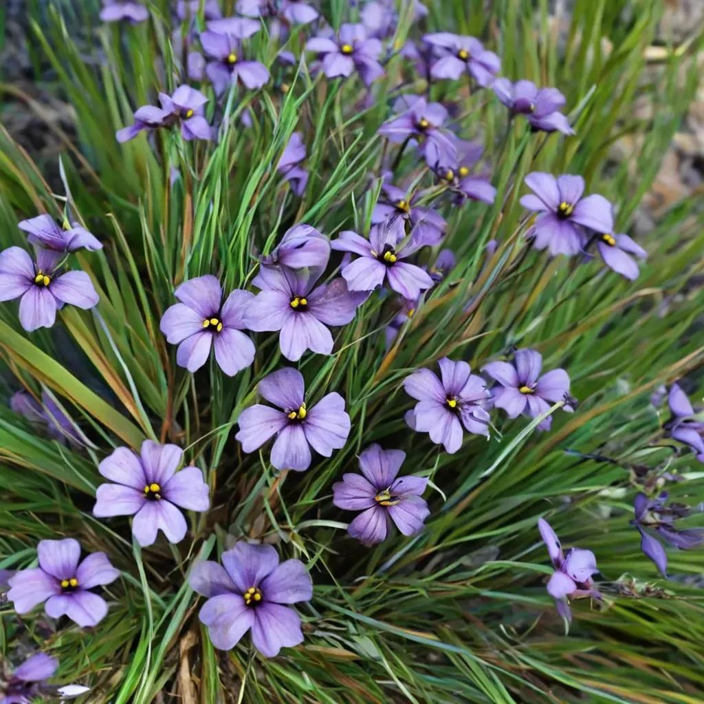Blue-eyed Grass