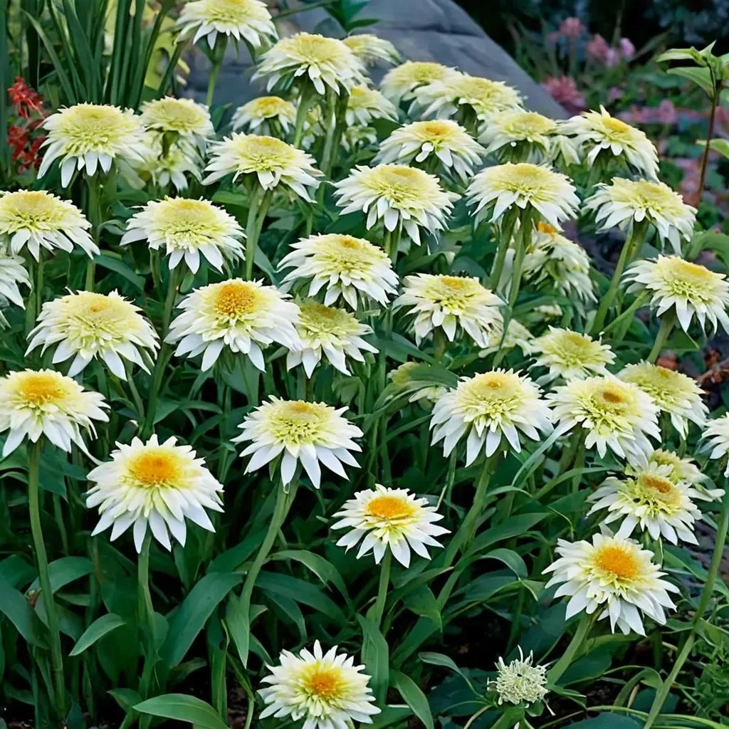 Echinacea purpurea 'Puff Vanilla'