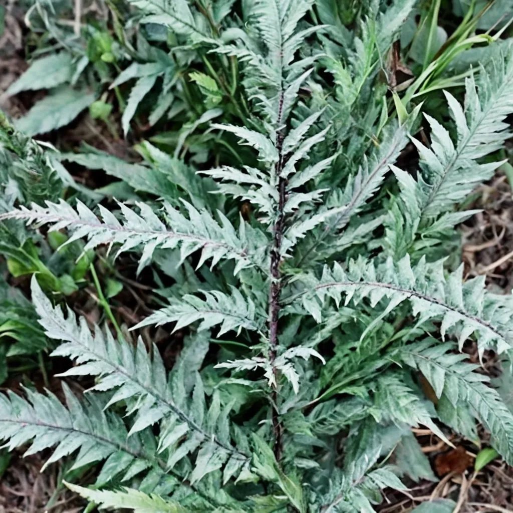 Athyrium niponicum 'Joy Ride'