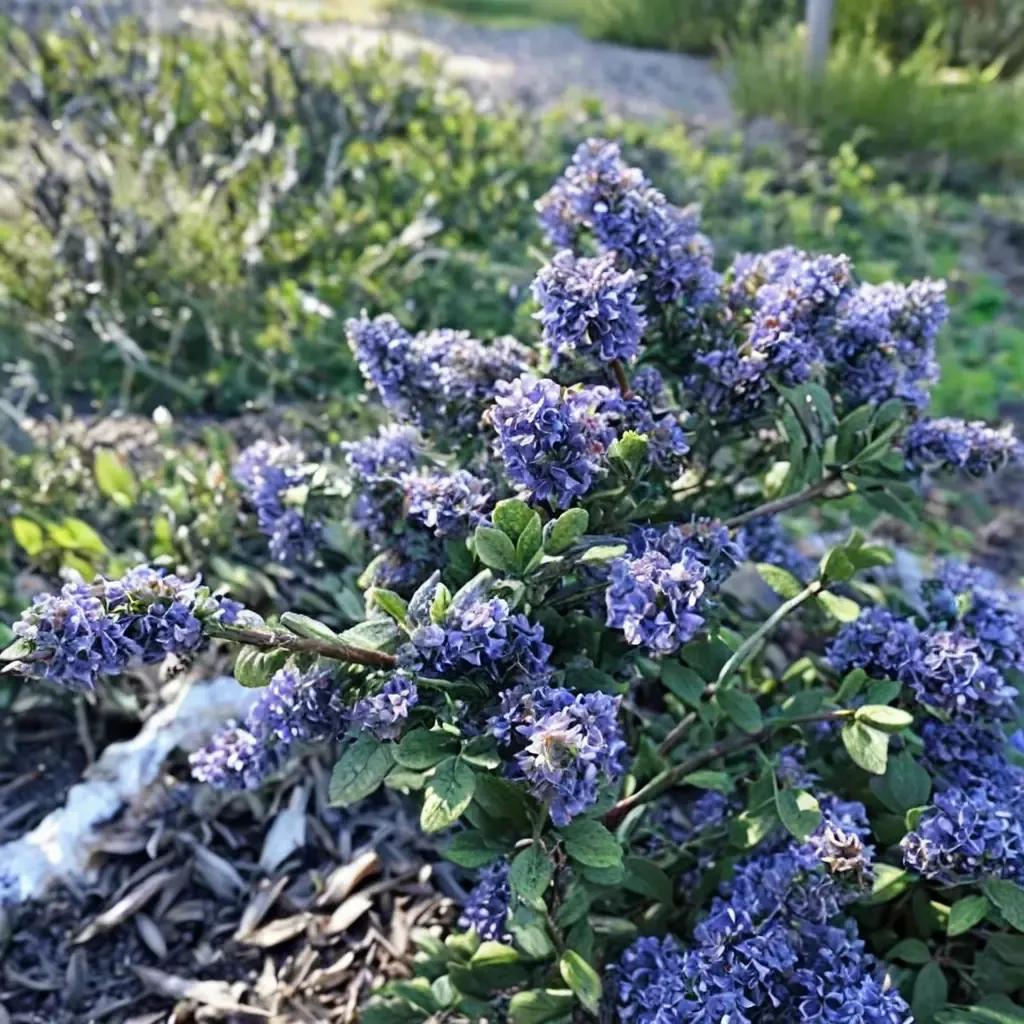 Valley Violet California Lilac