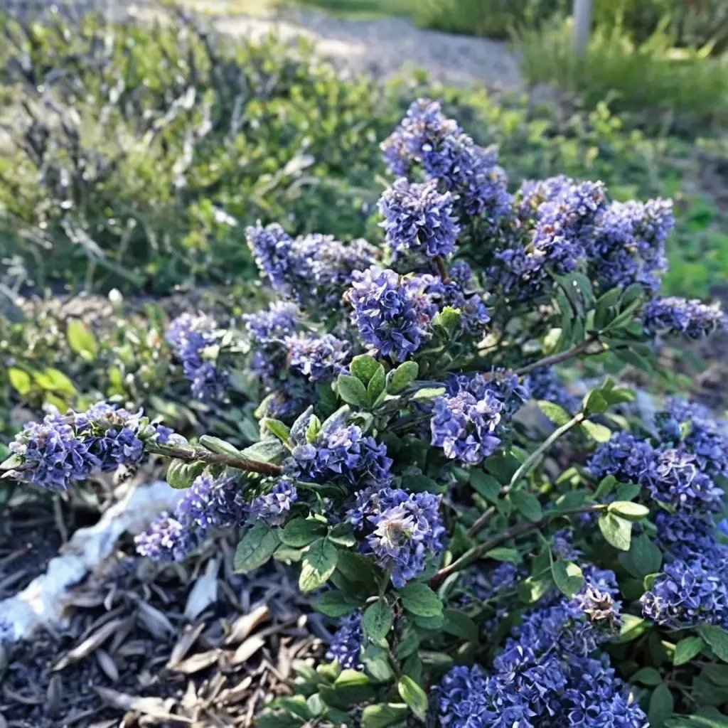 Ceanothus maritimus 'Valley Violet'