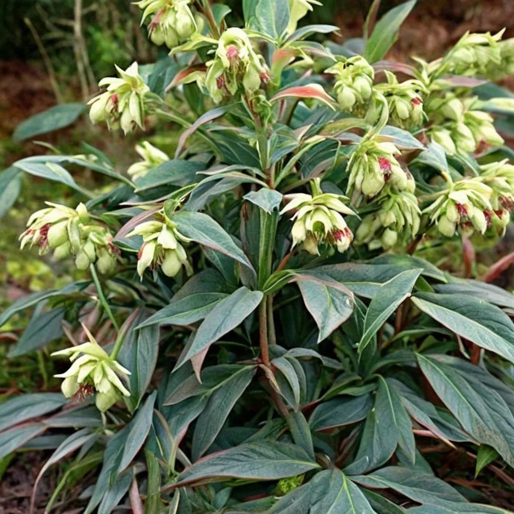 Helleborus foetidus 'Wester Flisk'