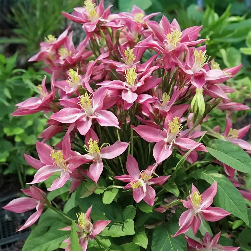 Aquilegia vulgaris 'Winky Rose'