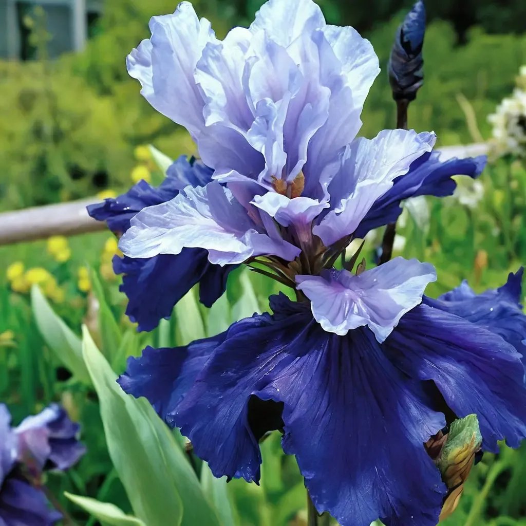 Iris x germanica 'Best Bet'