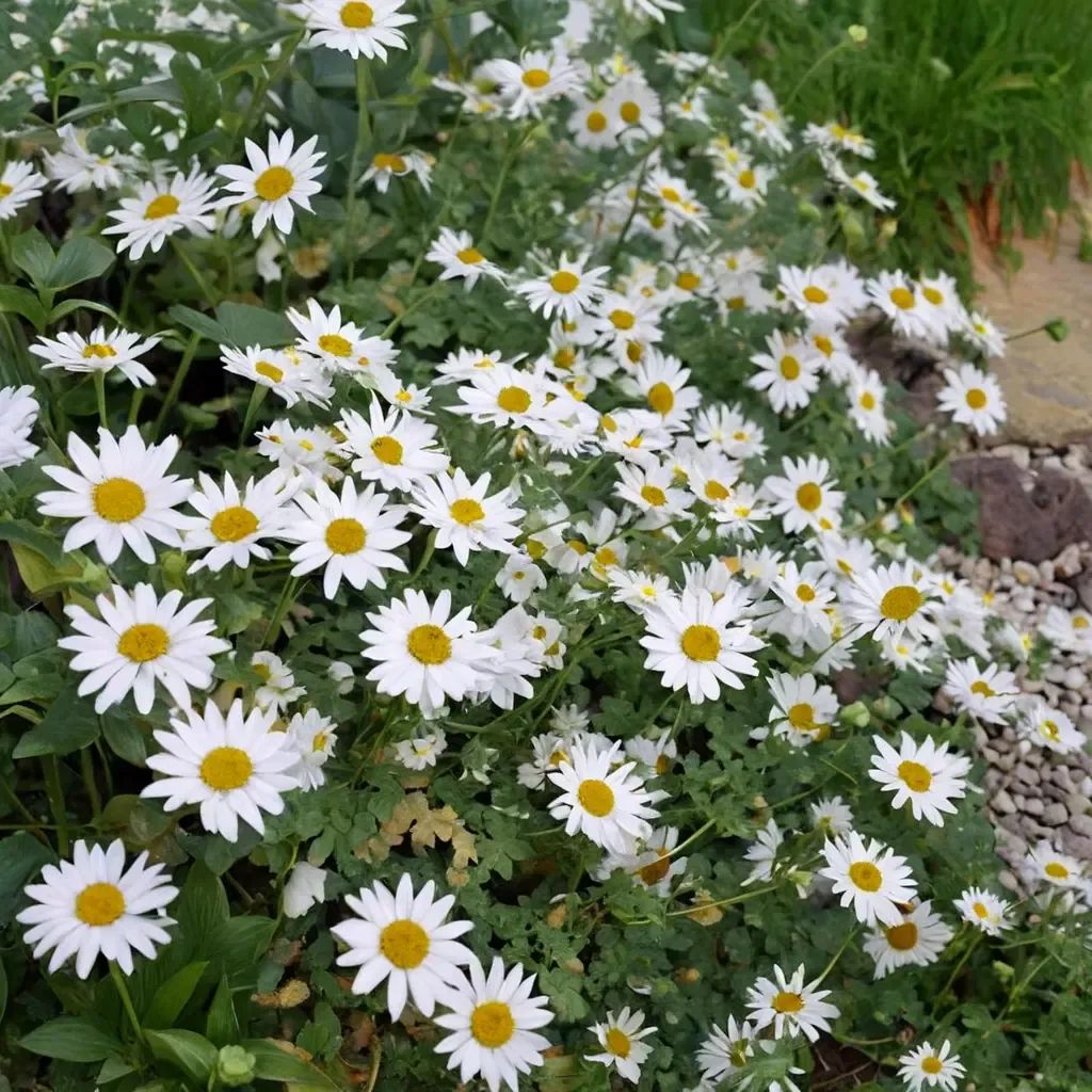 Tanacetum niveum