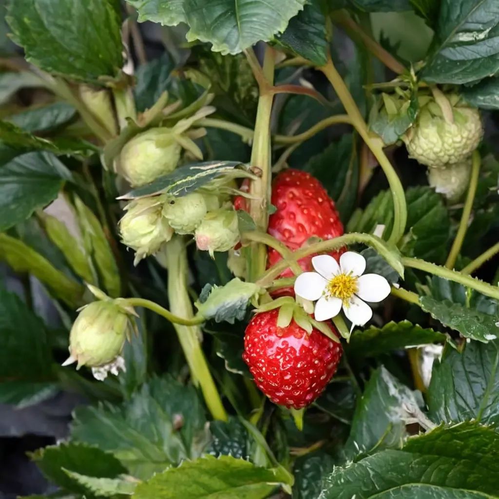 Fragaria x ananassa 'Delizz'