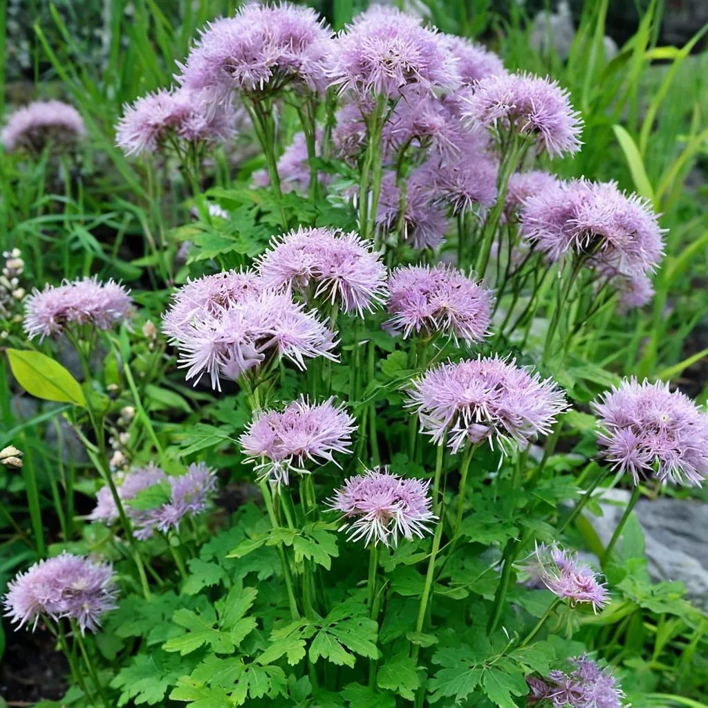 Thalictrum aquilegifolium