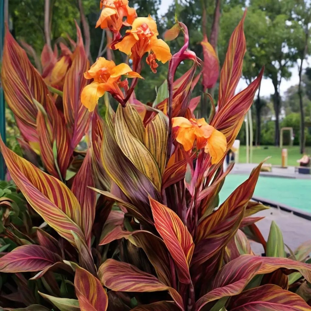 Canna x generalis 'Phasion'