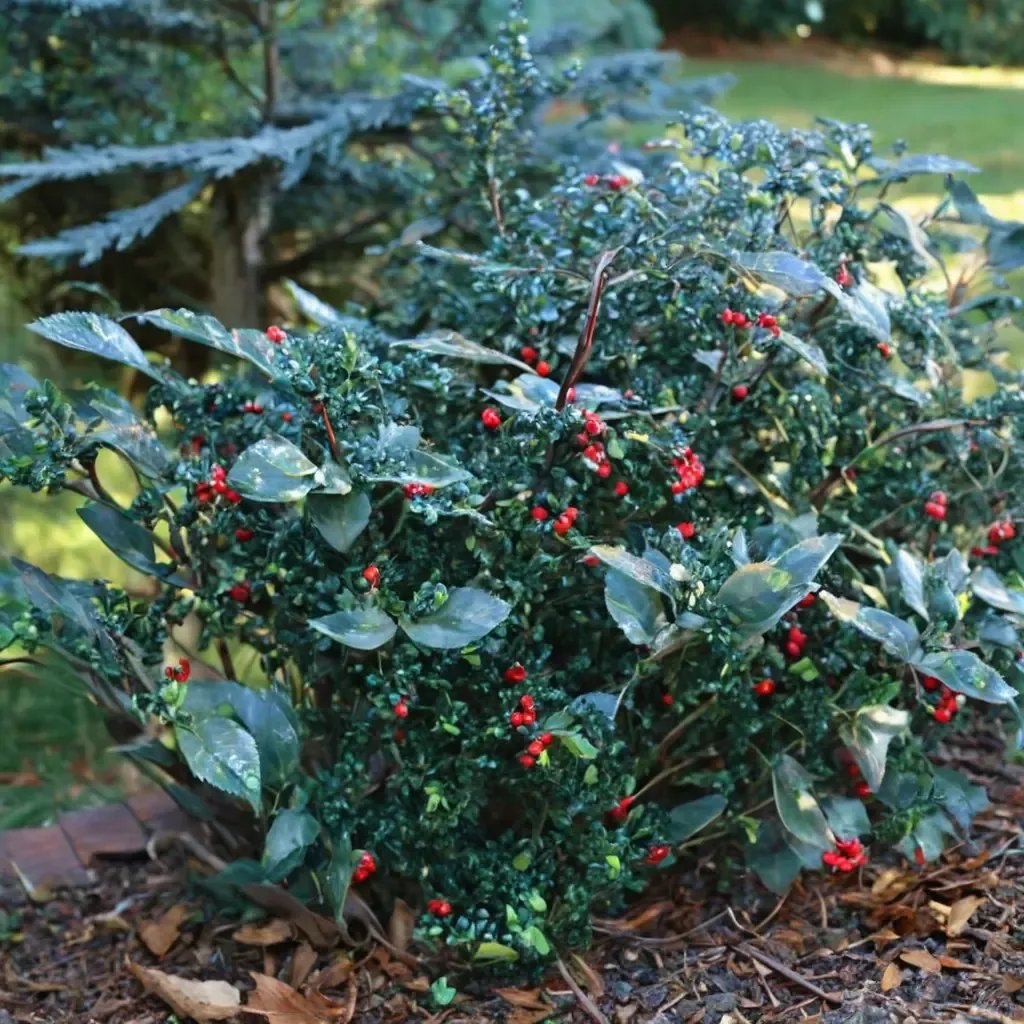 Ilex x meserveae 'Blue Prince Princess'