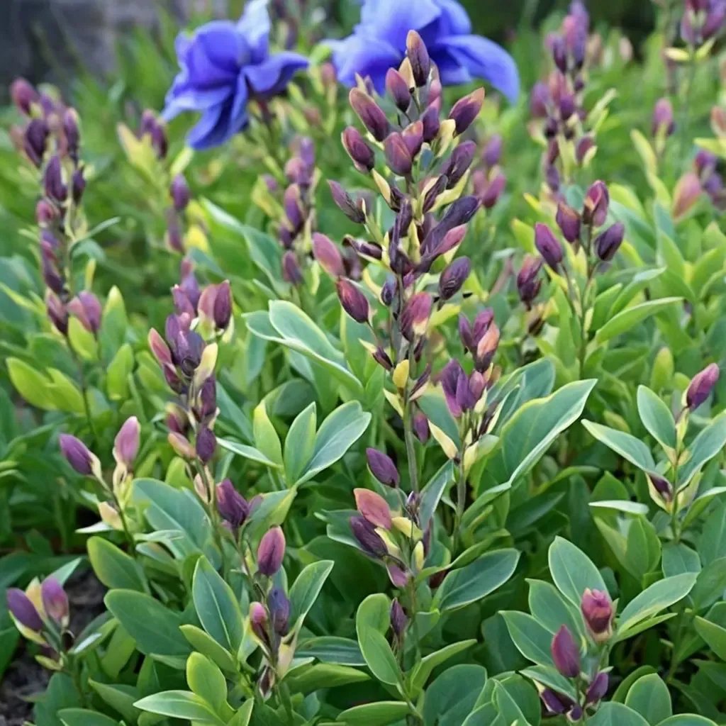 Baptisia x variicolor