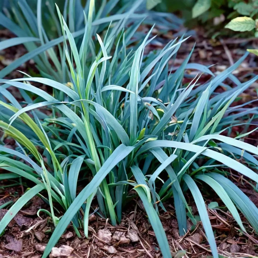Carex flaccosperma 'Firefox'