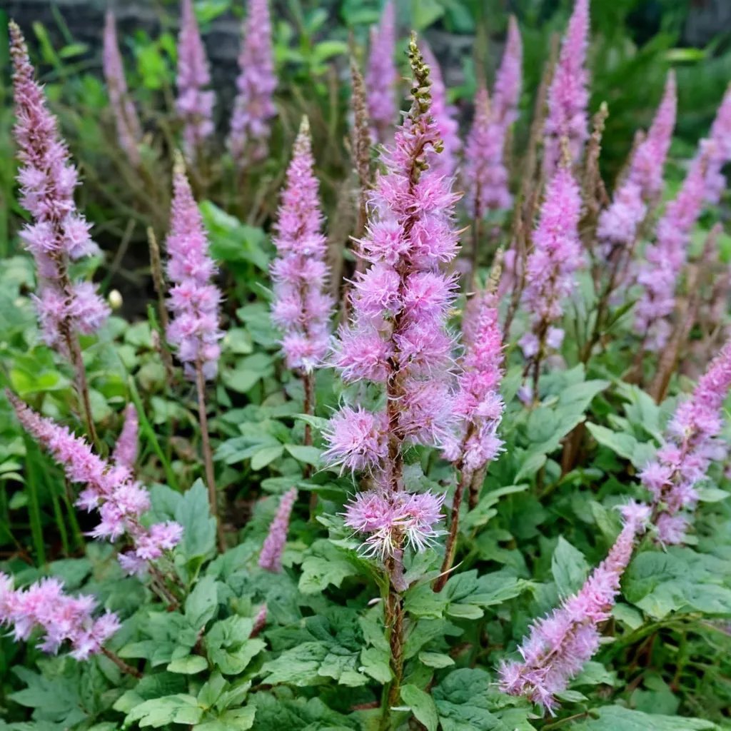 Astilbe chinensis 'pumila'