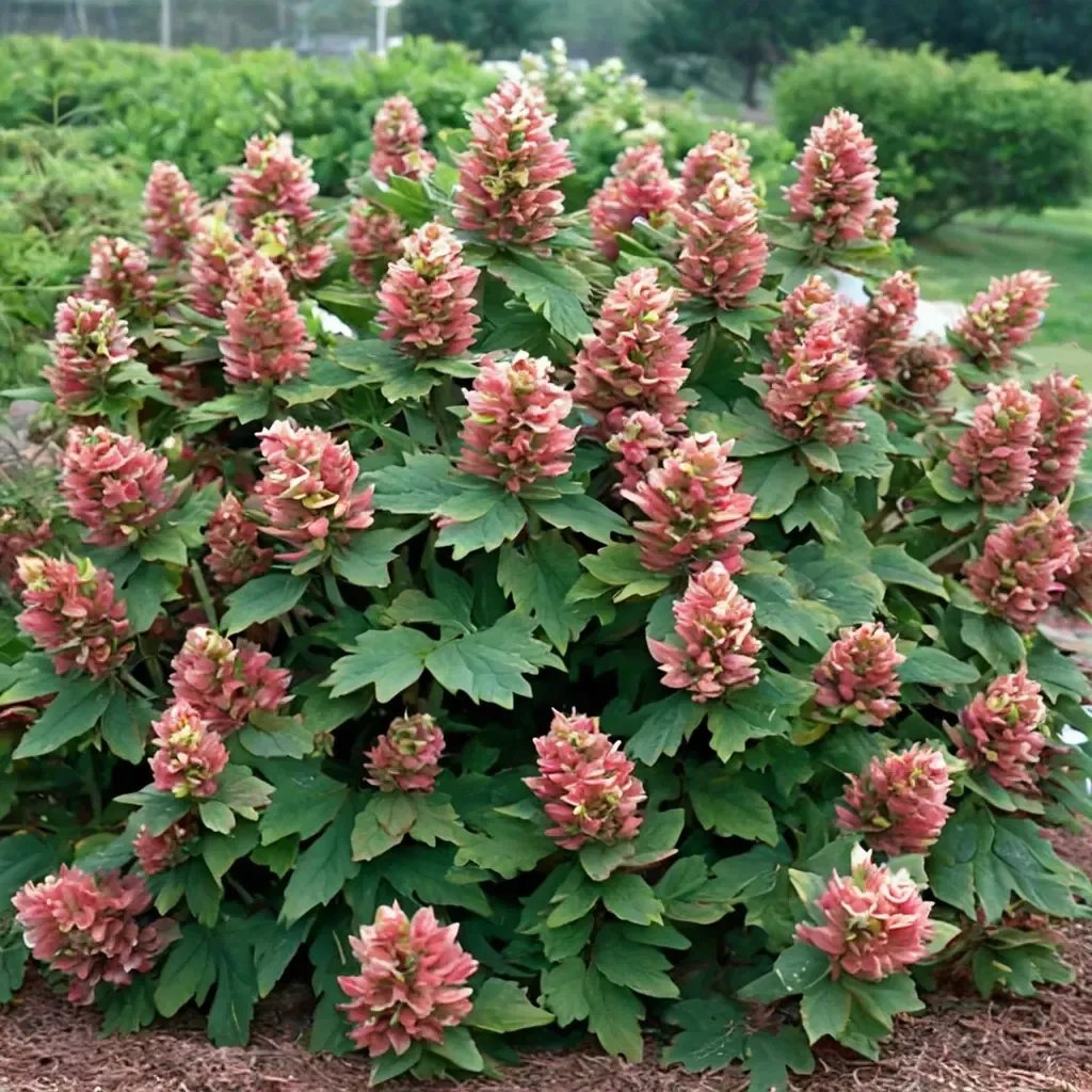 Hydrangea arborescens 'Ruby Slippers'