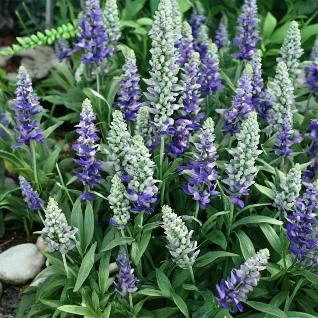 Salvia farinacea 'Strata'