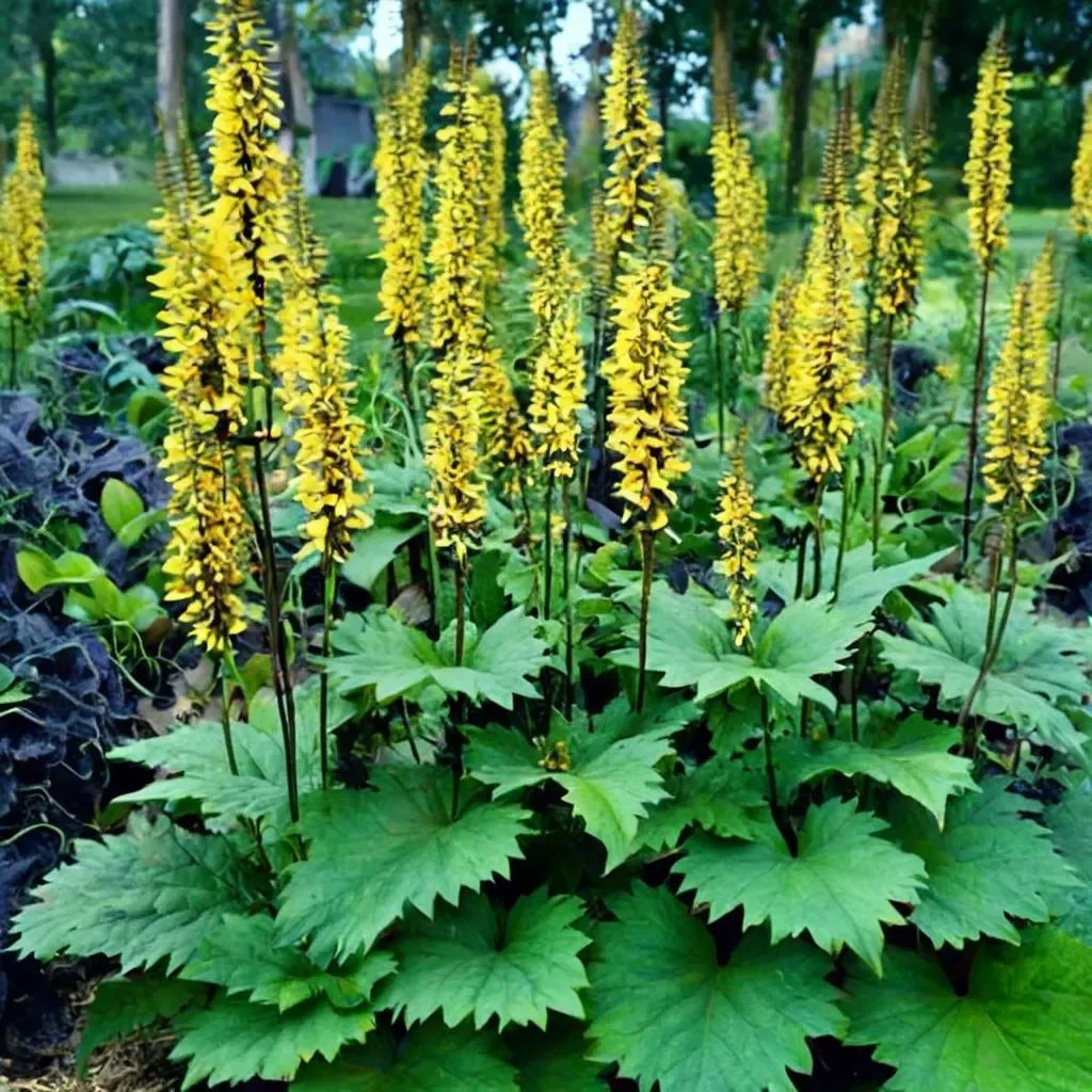 Ligularia ligularia 'Golden Ray'