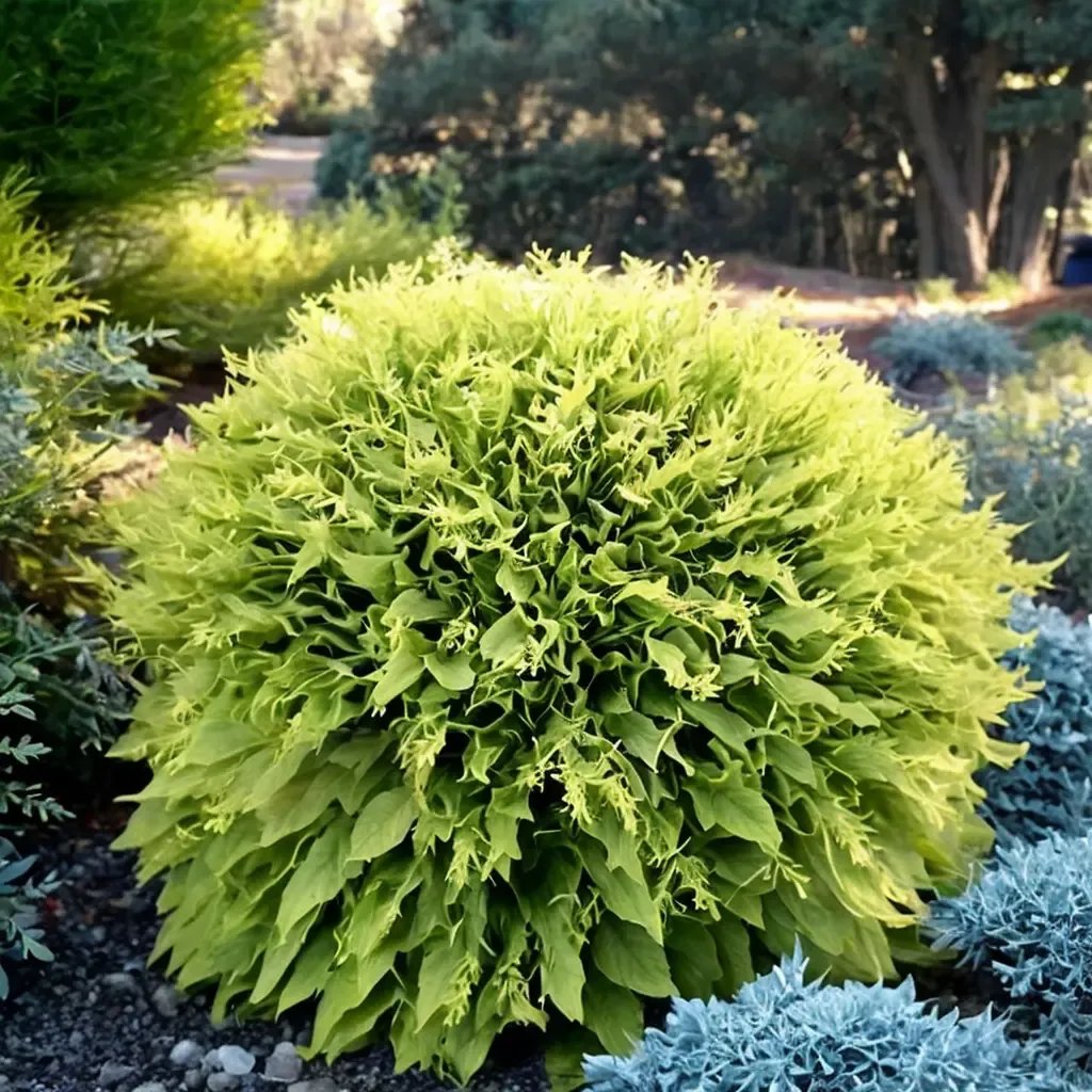 Thuja occidentalis 'Golden Globe'