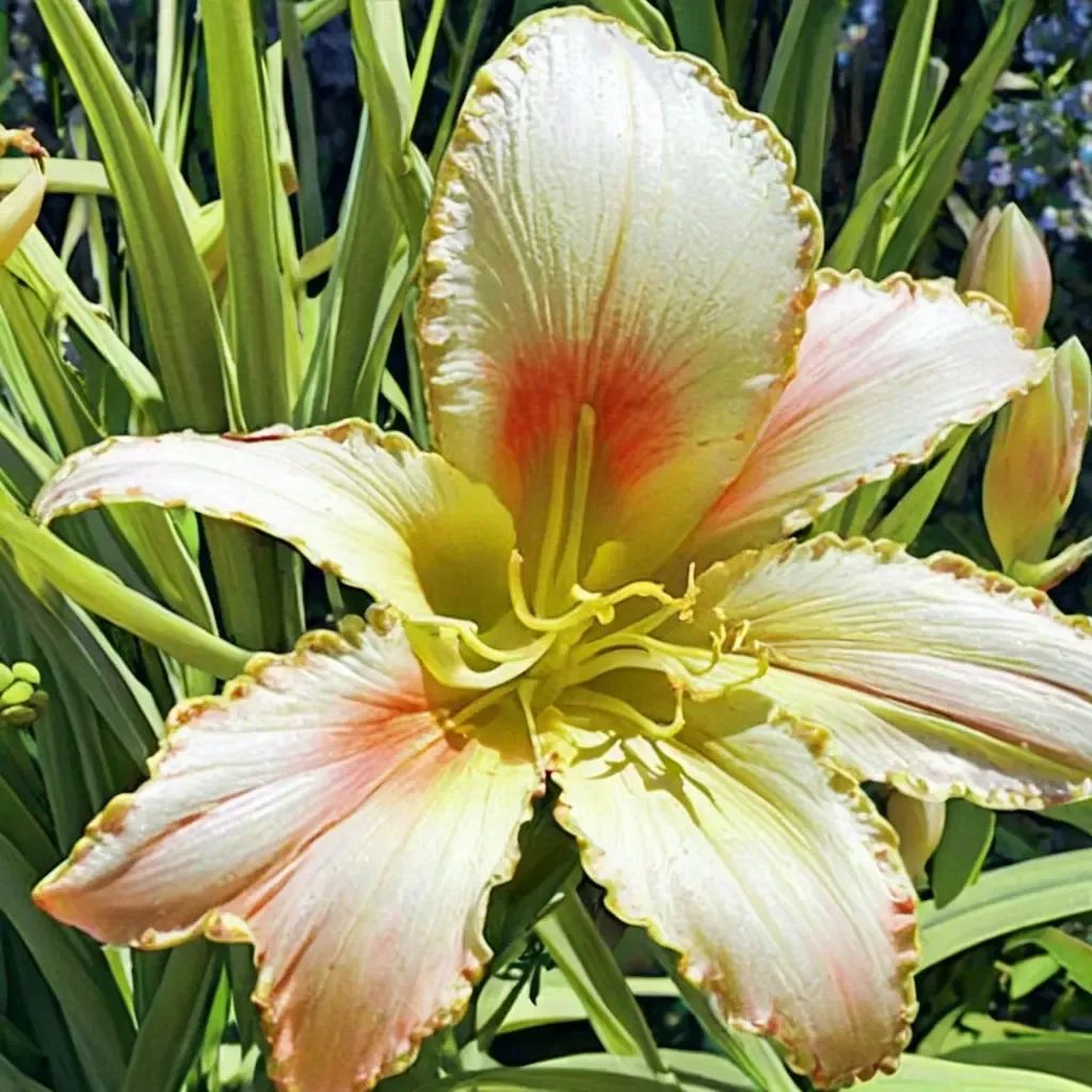 Hemerocallis altissima 'Flyover'