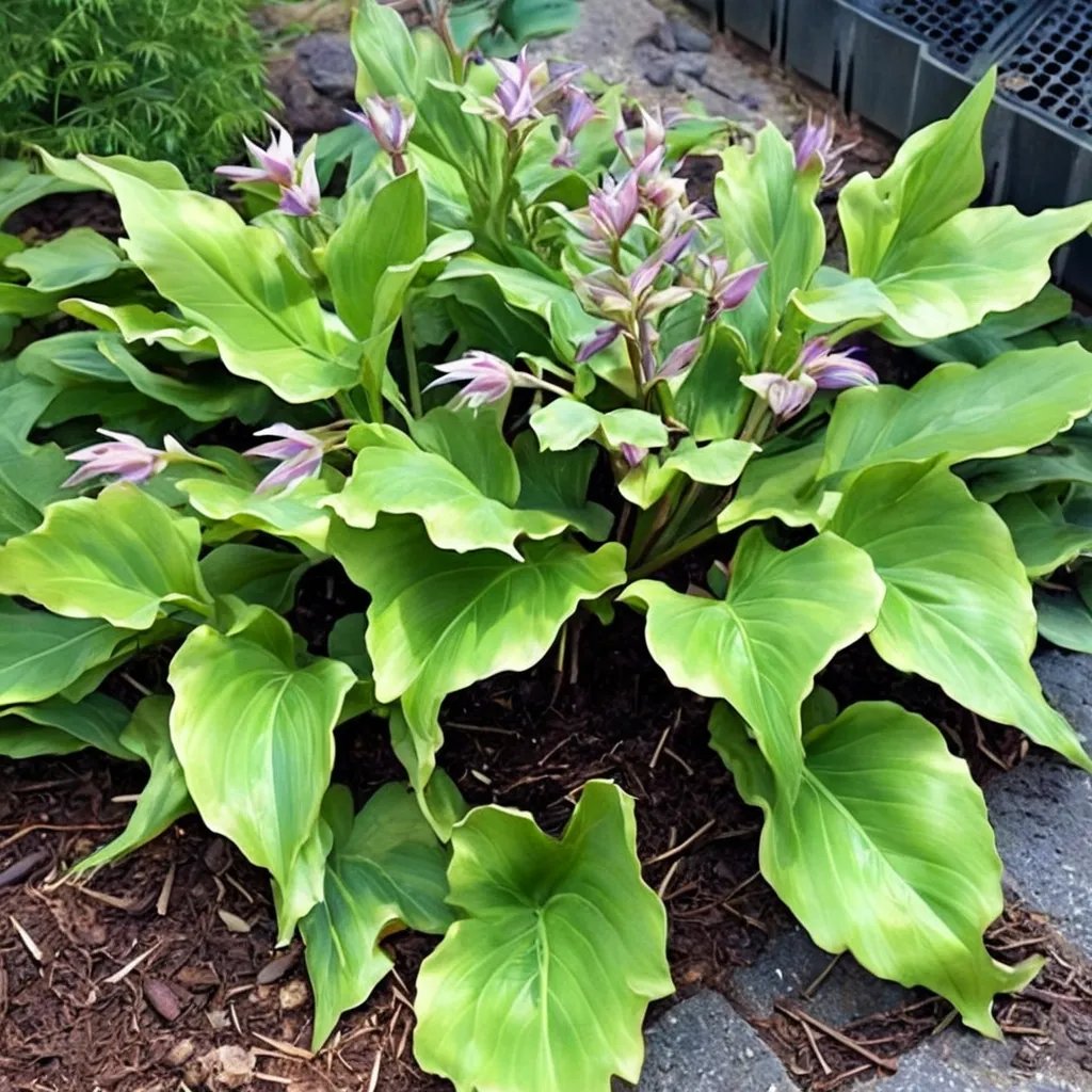 Hosta x hybrida 'Peppermint Twist'
