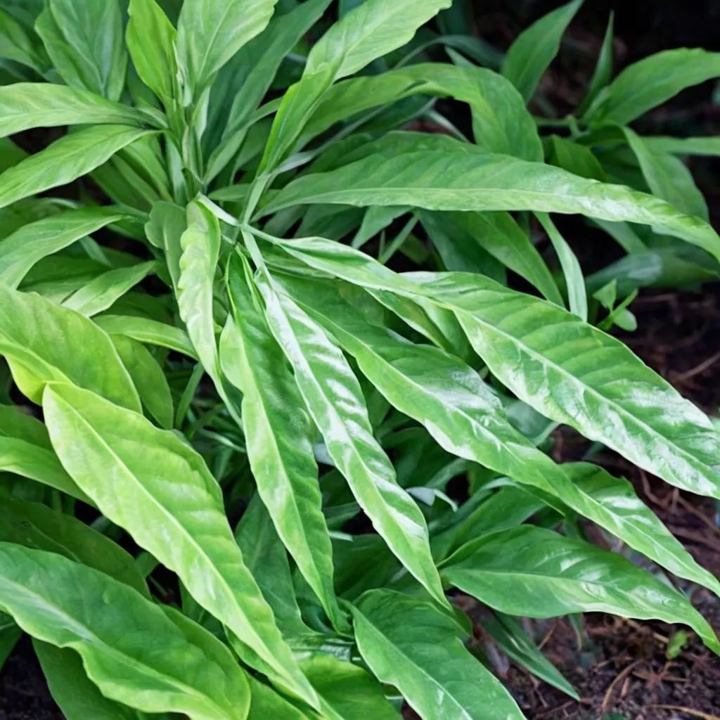 Coniogramme japonica 'Johnson Form'