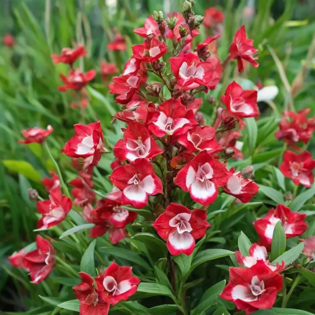 Penstemon digitalis 'Arabesque Red'