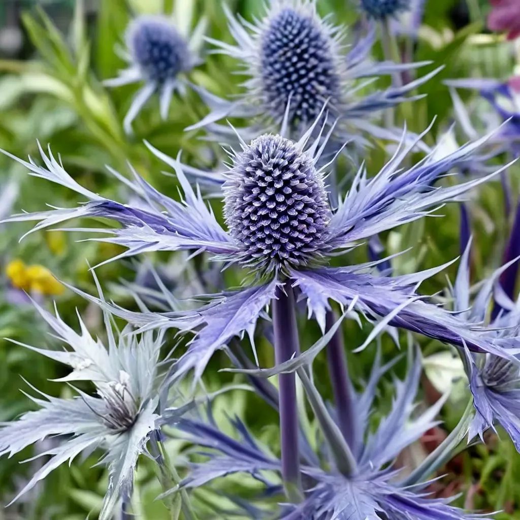 Eryngium x hybrida 'Jos Eijking'